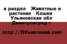  в раздел : Животные и растения » Кошки . Ульяновская обл.,Димитровград г.